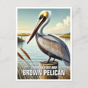 Louisiana State Bird Brown Pelican Postcard