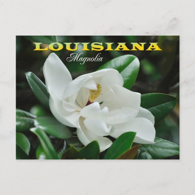 Louisiana State Flower: Magnolia Postcard (Front)