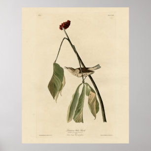 Louisiana Water Thrush, Audubon's Birds of America Poster