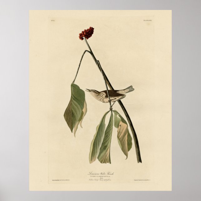 Louisiana Water Thrush, Audubon's Birds of America Poster (Front)