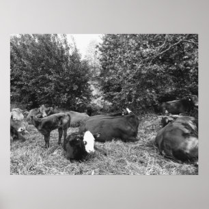 Lounging Cattle In Black and White Poster