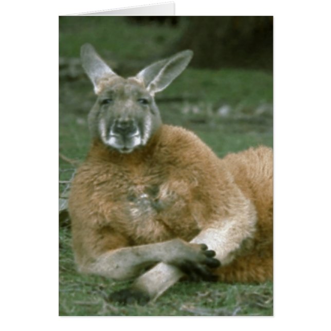 Lounging Kangaroo (Front)