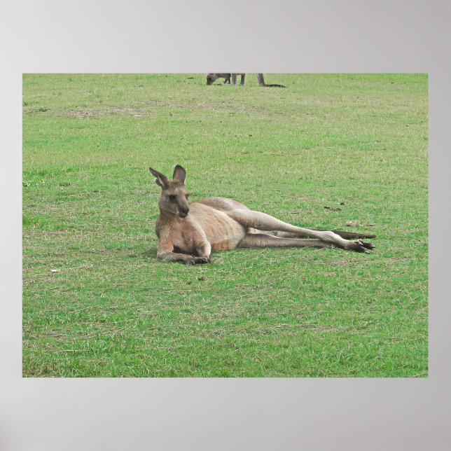 Lounging Kangaroo Poster (Front)