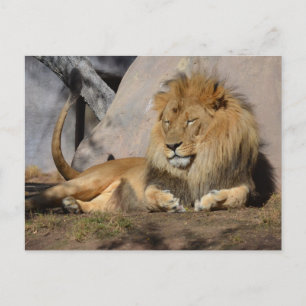 Lounging Lion Postcard