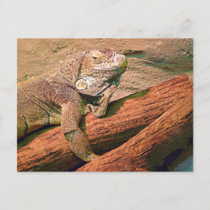 Lounging Lizard Postcard