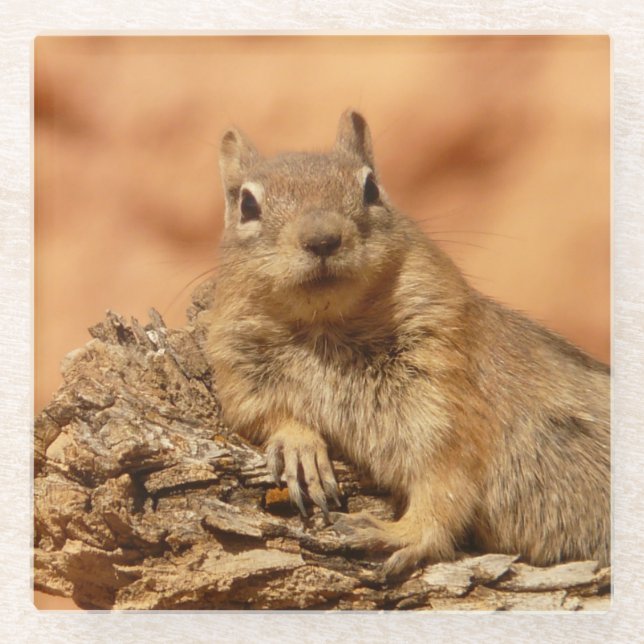 Lounging Squirrel - Glass Coaster (Front)