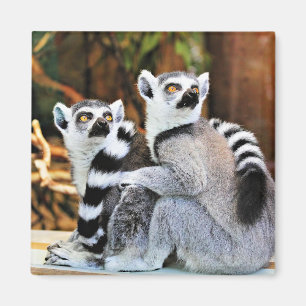 Lovable Lemurs Magnet