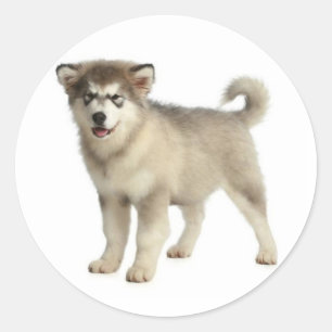 Love Alaskan Malamute Grey & Black Puppy Dog Classic Round Sticker