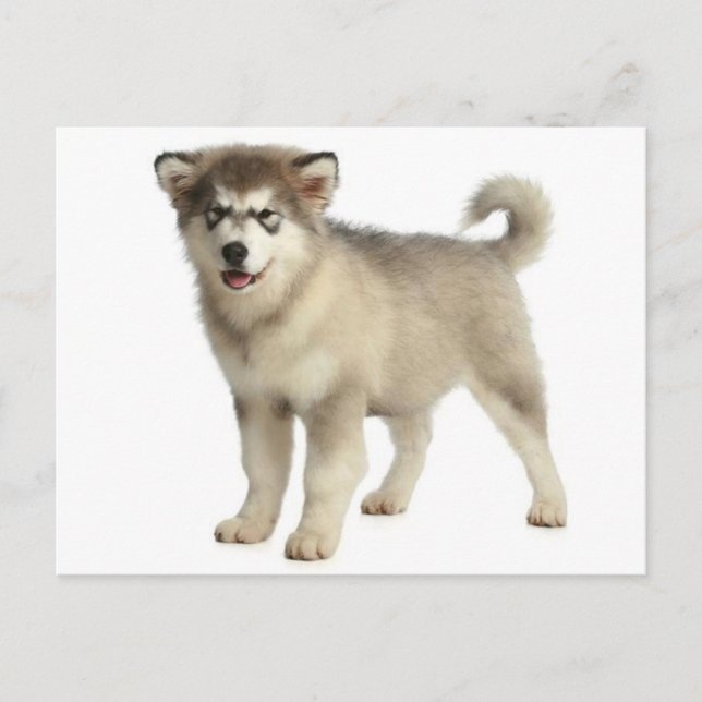 Love Alaskan Malamute Puppy Dog Postcard (Front)