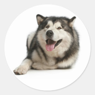 Love Alaskan Malamute Puppy Dog Sticker / Seal