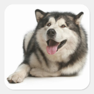 Love Alaskan Malamute Puppy Dog Sticker / Seal