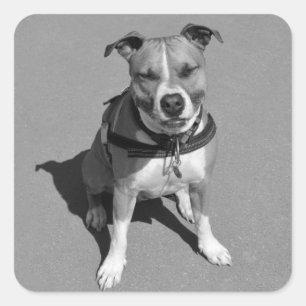 Love American Staffordshire Terrier Dog Sticker