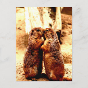 Love and Kissing  Prairie Dog Postcard