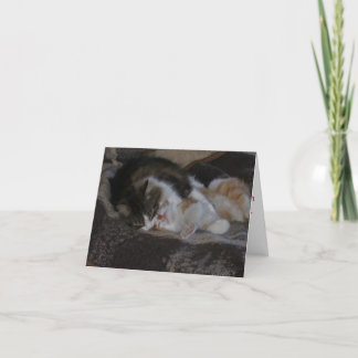 Love and kitten kisses holiday card