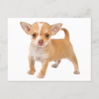 Love Baby Chihuahua Puppy Dog Post Card
