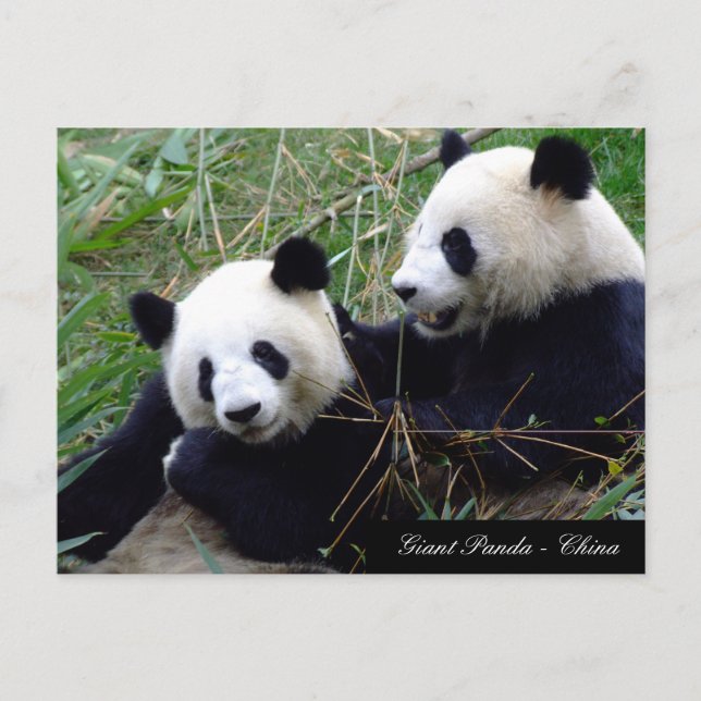 Love & Bamboo - Giant Panda Bears / China Postcard (Front)