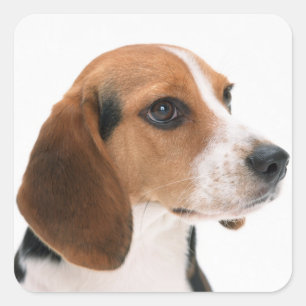 Love Beagle Puppy Dog Sticker / Seal