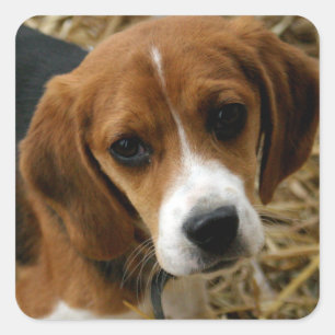 Love Beagle Puppy Dog Sticker / Seal