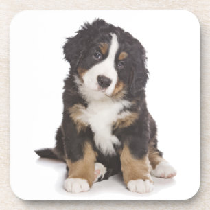 Love Bernese Mountain Puppy Dog Coaster Set