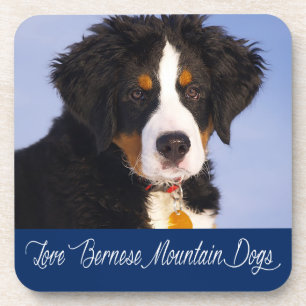 Love Bernese Mountain Puppy Dog Coaster Set