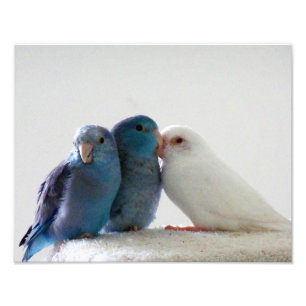 Love Birds Pacific Parrotlet bird friends photo