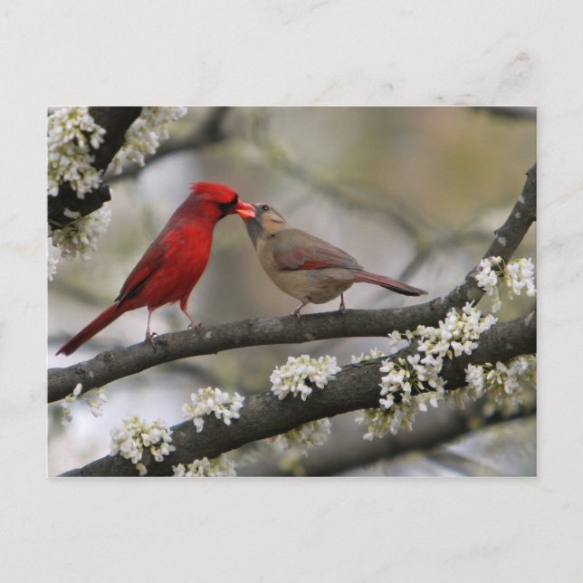 Love Birds Postcard (Front)