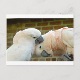 Love Birds Postcard