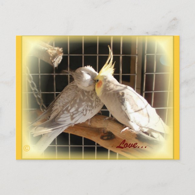 Love Birds Postcard (Front)