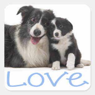 Love Black And White Border Collie Puppy Dog Blue Square Sticker