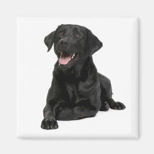Love Black Labrador Retriver Puppy Dog  Magnet