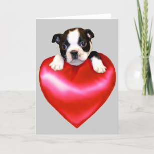 Love Boston Terrier greeting card