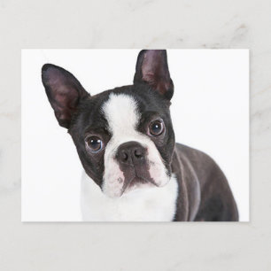 Love Boston Terrier Puppy Dog Postcard