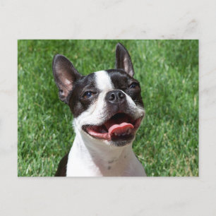 Love  Boston Terrier Puppy Dog Thinking of You Postcard