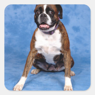 Love Boxer Puppy Dog Blue Sticker / Seal