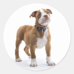Love Boxer Puppy Dog Greeting Sticker