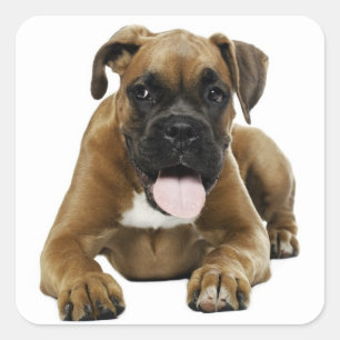 Love Boxer Puppy Dog Greeting Sticker