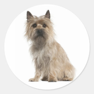 Love Cairn Terrier Puppy Dog Greeting Stickers