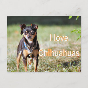 Love Chi Postcard