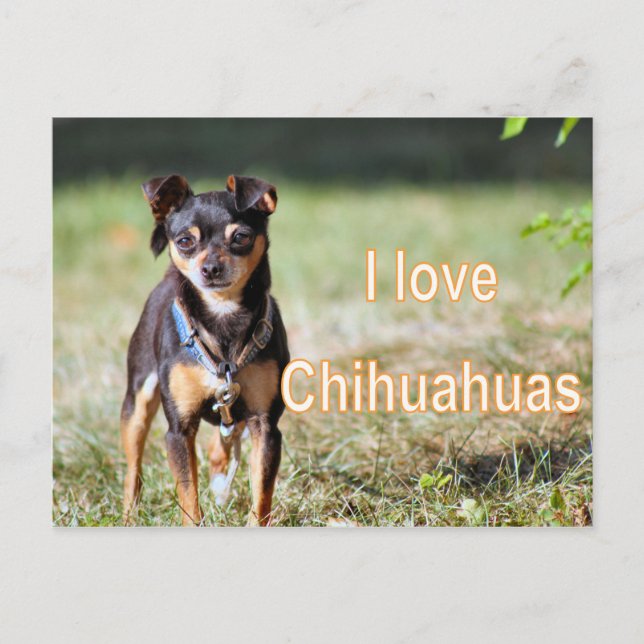 Love Chi Postcard (Front)