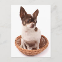 Love Chihuahua Puppy Dog Post Card