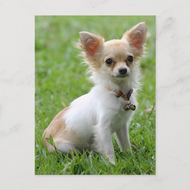 Love Chihuahua Puppy Dog Post Card (Front)
