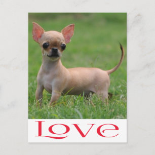 Love Chihuahua Puppy Dog Post Card