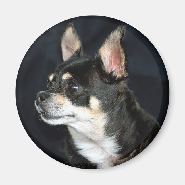 Love Chihuahuas Magnet (Front)