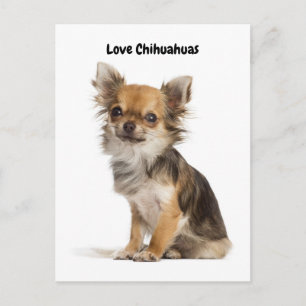 Love Chihuahuas Postcard