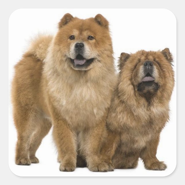 Love Chow Chow Puppy Dog Greeting Stickers (Front)