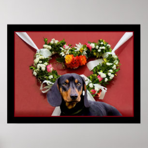 Love Dachshund Poster
