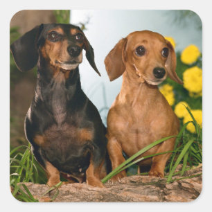 Love Dachshund Puppy Dog Sticker / Seal