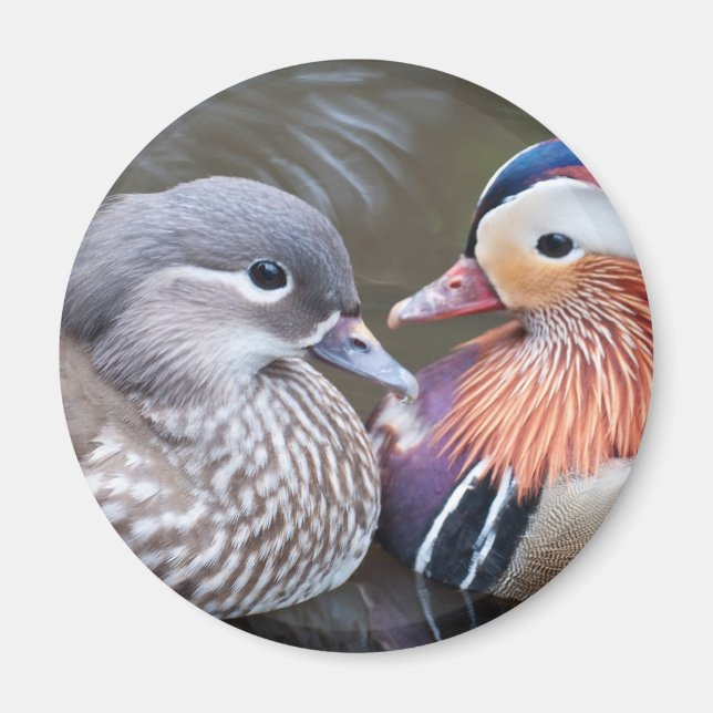 Love Ducks Magnet (Front)