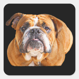 Love English Bulldog Dog Face - Brown Mascot Square Sticker