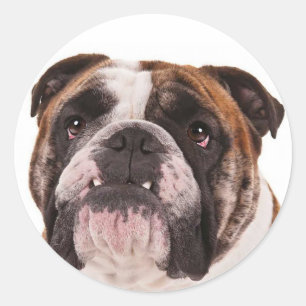 Love English Bulldog Puppy Dog Canine Sticker